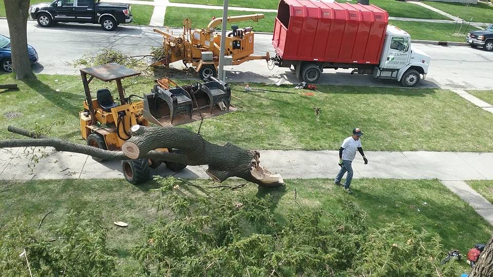 Emergency Tree Removal in West Allis, WI