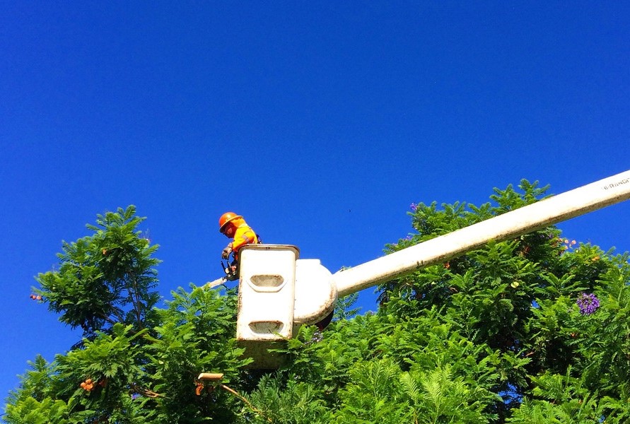 Commercial Tree Trimming in Muskego, WI, Improves Longevity