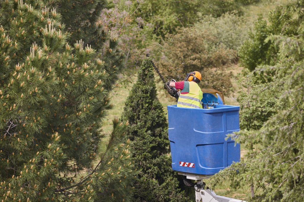Commercial Tree Trimming in Greenfield, WI