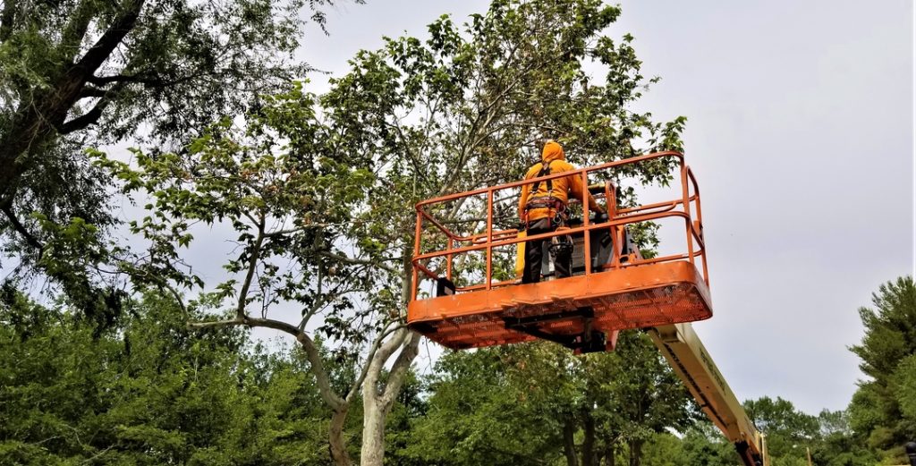 Trusted Commercial Tree Trimming in New Berlin, WI