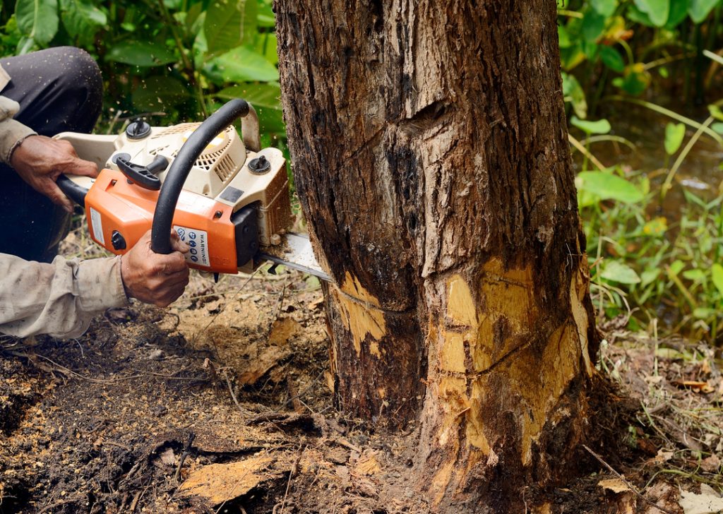 Commercial Tree Removal Service in Greenfield, WI