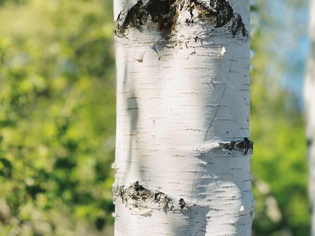 White Birch (Betula Papyrifera)